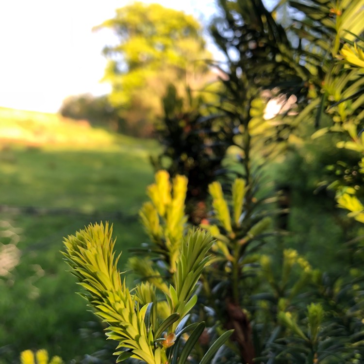 Plant image Taxus baccata