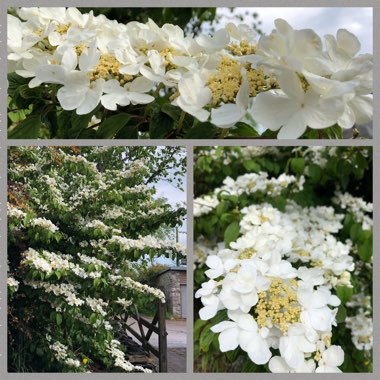 Viburnum plicatum f. tomentosum 'Mariesii' syn. Viburnum mariesii