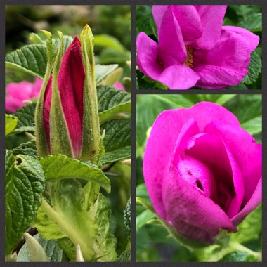 Rosa rugosa var. rubra syn. Rosa rugosa 'Rubra', Rosa rugosa 'Atropurpurea'