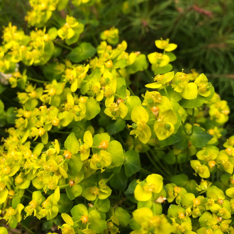 Plant image Euphorbia cyparissias 'Fen's Ruby'