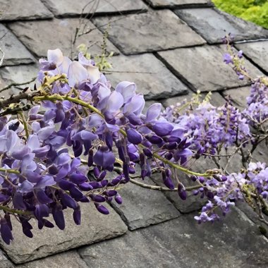 Wisteria sinensis