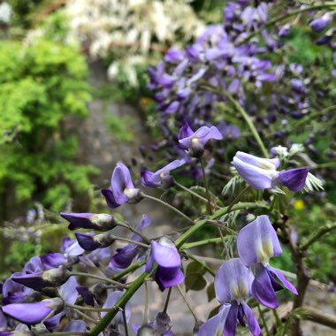 Wisteria x formosa 'Issai' Mini-standard