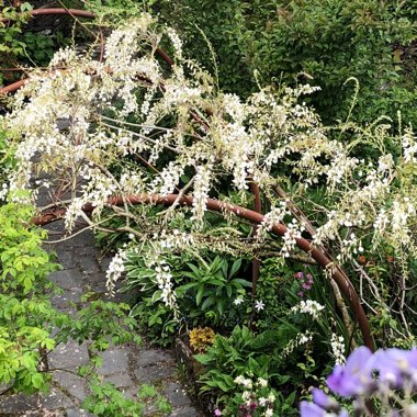 Wisteria sinensis 'Alba'