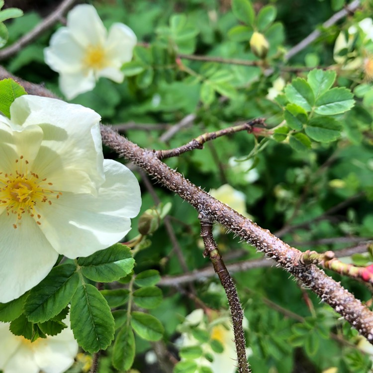 plant image 1046795