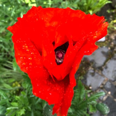 Papaver orientale 'Allegro'