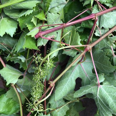 Vitis vinifera 'Thompson Seedless'