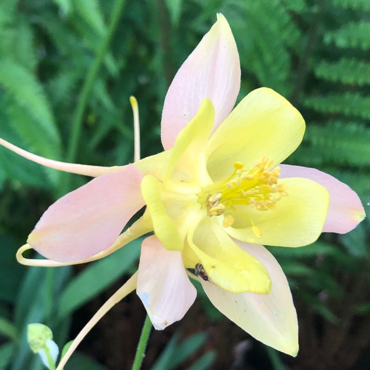 Plant image Aquilegia 'Mrs Scott Elliot'