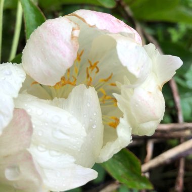 Paeonia 'Starlight'