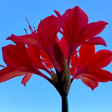 Vallota speciosa