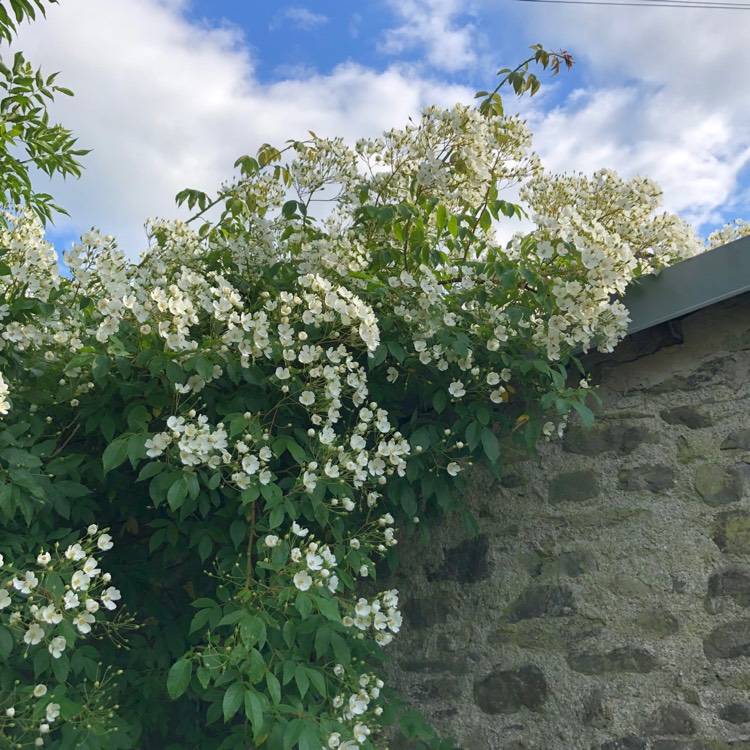 Plant image Rosa 'Filipes Kiftsgate'