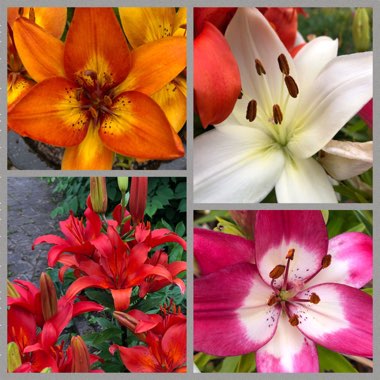 Lilium (Asiatic)