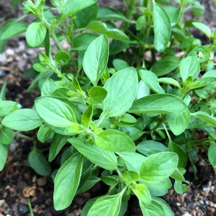 Plant image Origanum vulgare 'Compactum'