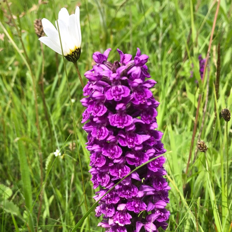 Plant image Dactylorhiza Purpurella