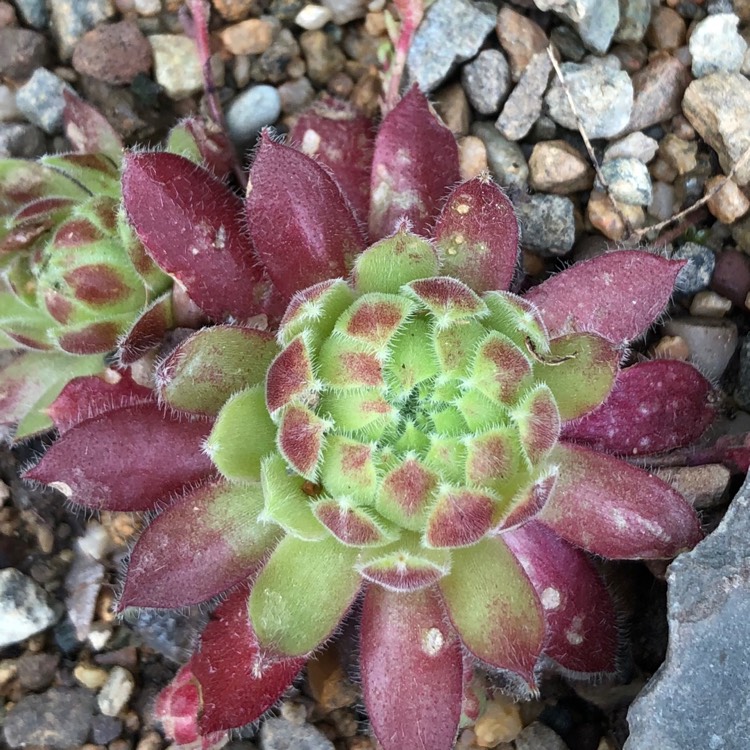 plant image 1103637