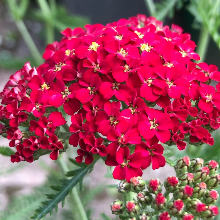 Plant image Achillea MIllefolium 'Fanal' (formerly Achillea Millefolium 'The Beacon')