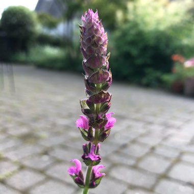 Salvia nemorosa 'Pink Friesland'