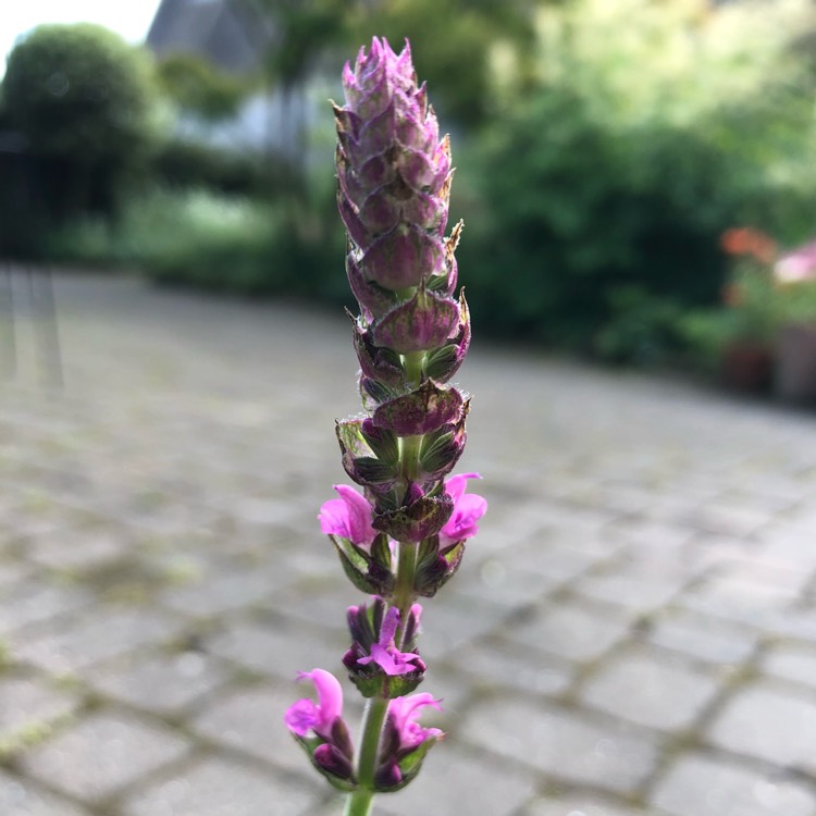 Plant image Salvia nemorosa 'Pink Friesland'