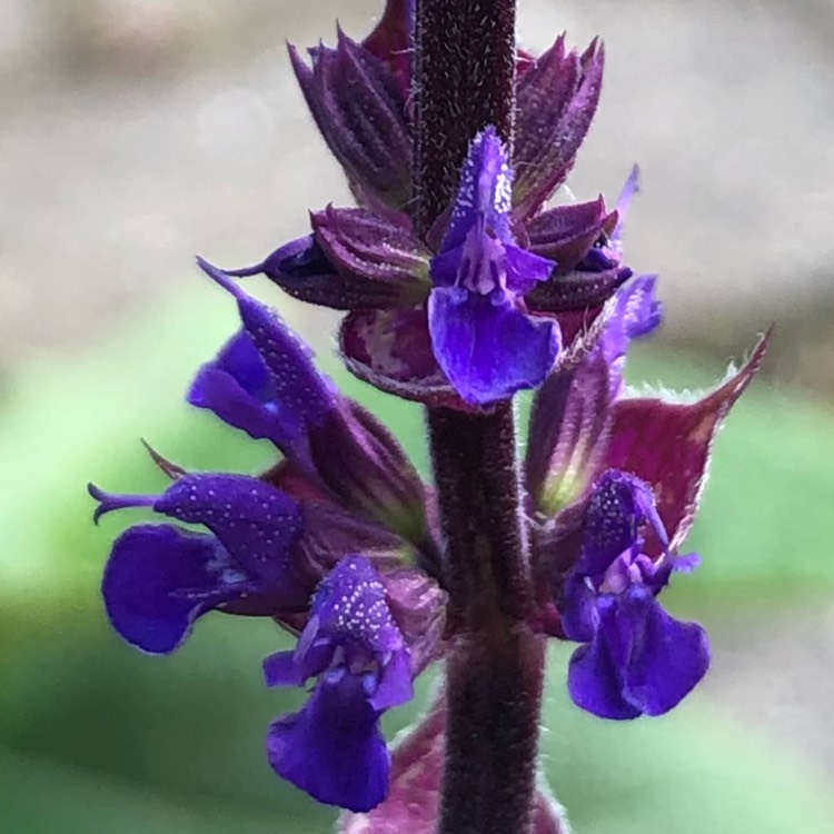 Plant image Salvia nemorosa 'Caradonna'
