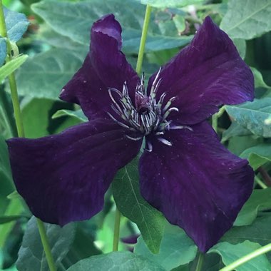 Clematis viticella 'Dark Eyes'