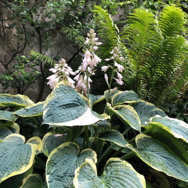 plant image 1126218 plant image 1126218