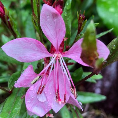 Oenothera lindheimeri  syn. Gaura lindheimeri