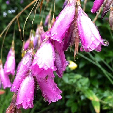 Dierama pulcherrimum