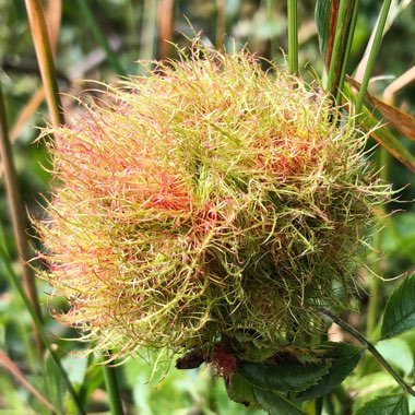 Rosa canina