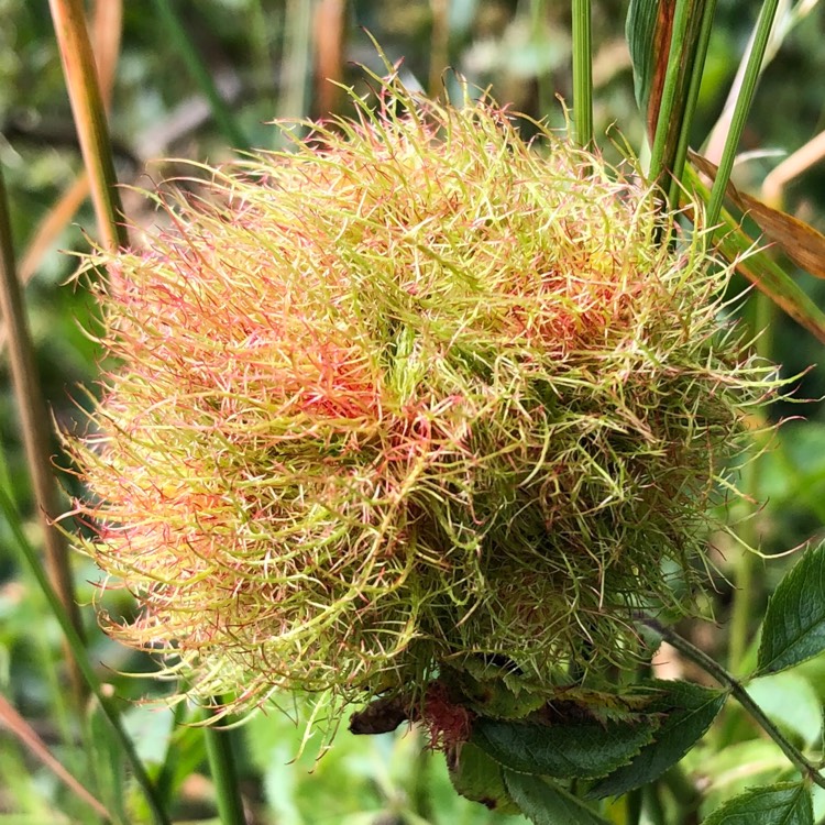 Plant image Rosa canina