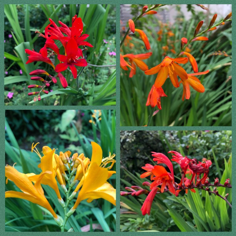plant image 1133985