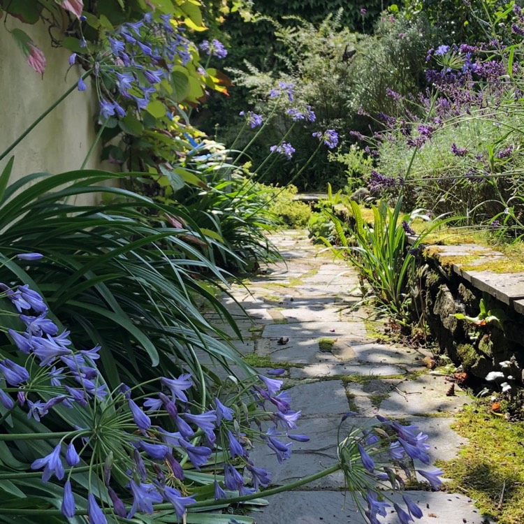 Plant image Agapanthus