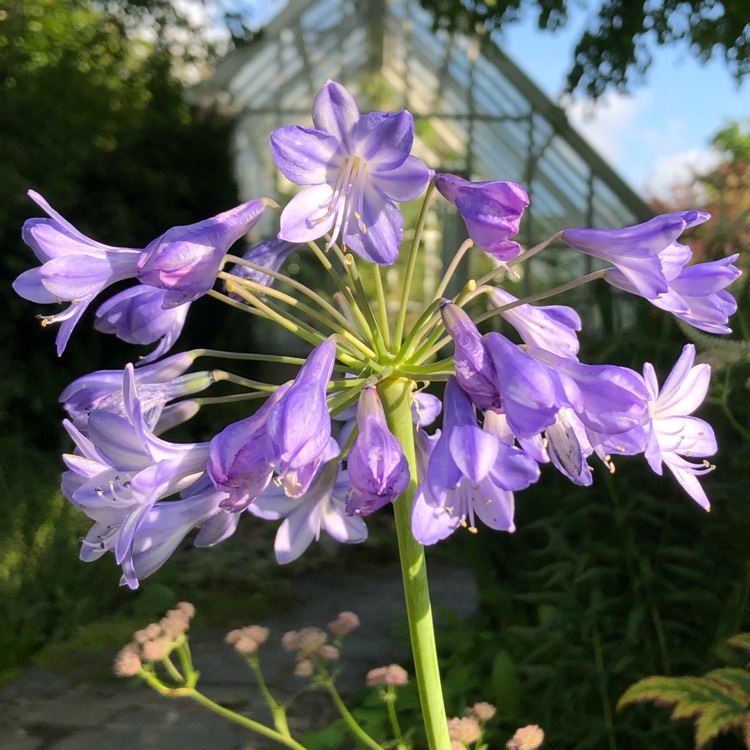 Plant image Agapanthus