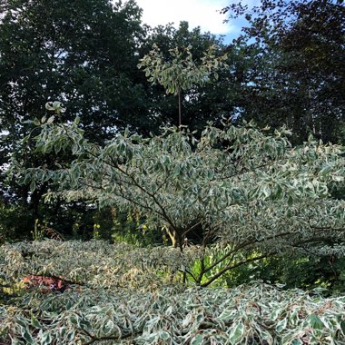 Cornus controversa 'Variegata'