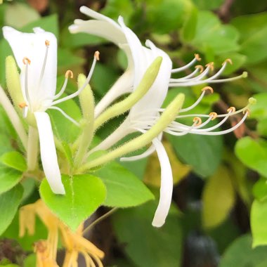 Lonicera japonica 'Hall's Prolific'