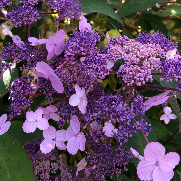 plant image 1147869 plant image 1147869