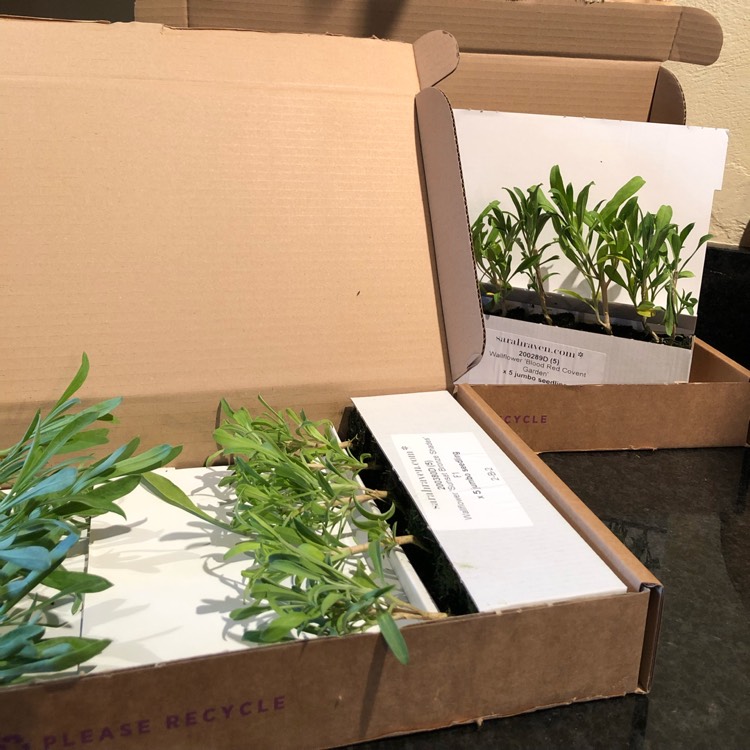 plant image 1154800