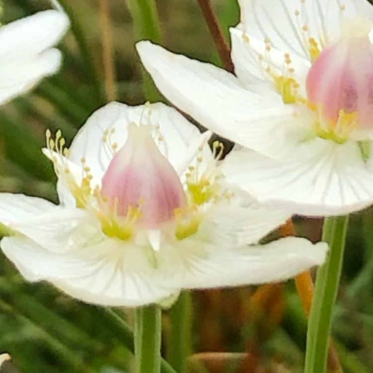 plant image 1156611