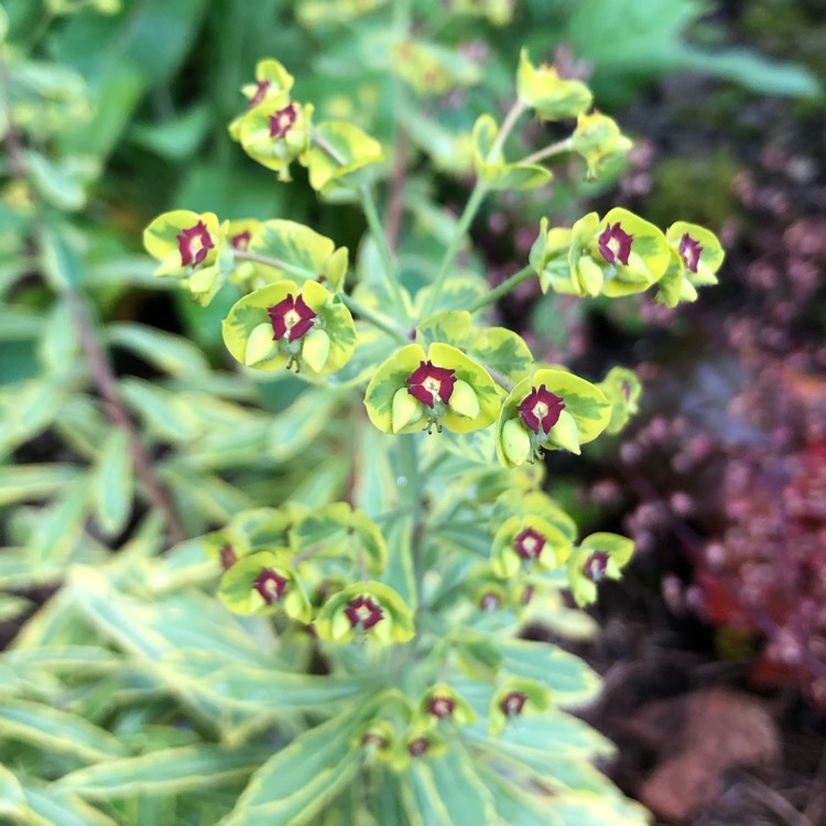 plant image 1157424 plant image 1157424