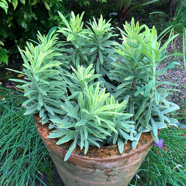 plant image 1158060 plant image 1158060