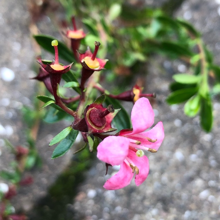Plant image Escallonia