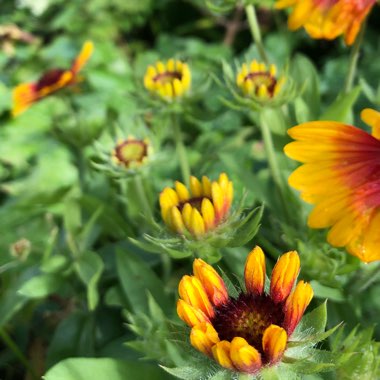 Gaillardia x grandiflora 'Mesa Bright Bicolor' (Mesa Series) syn. Gaillardia 'Bright Bicolor'