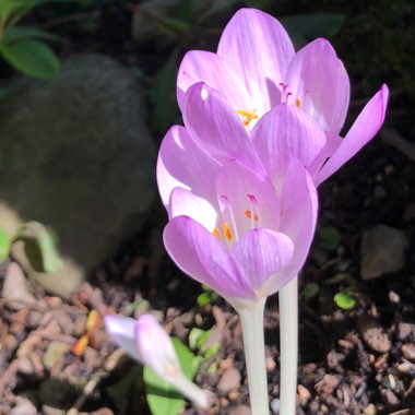 Colchicum autumnale