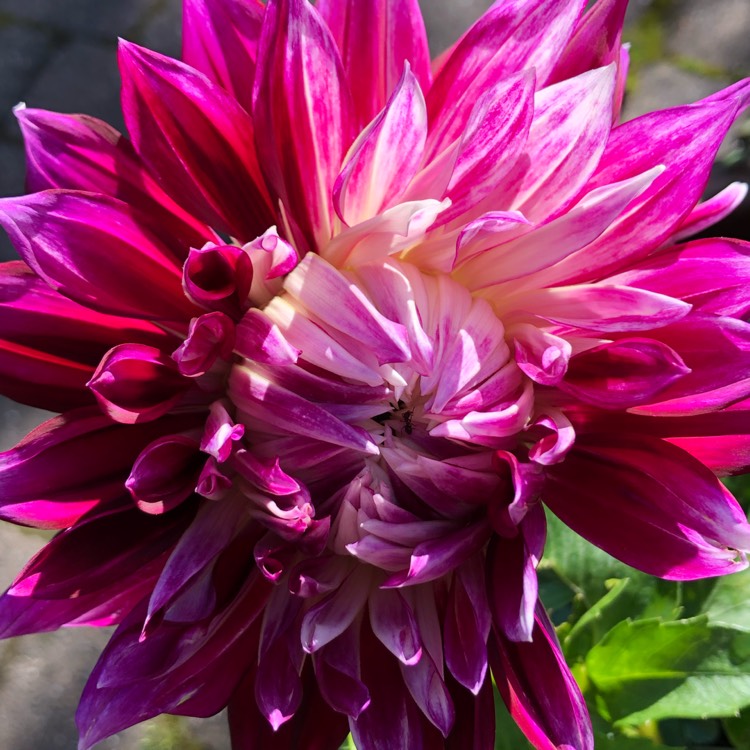 plant image 1162932