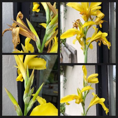 Canna 'Ra'