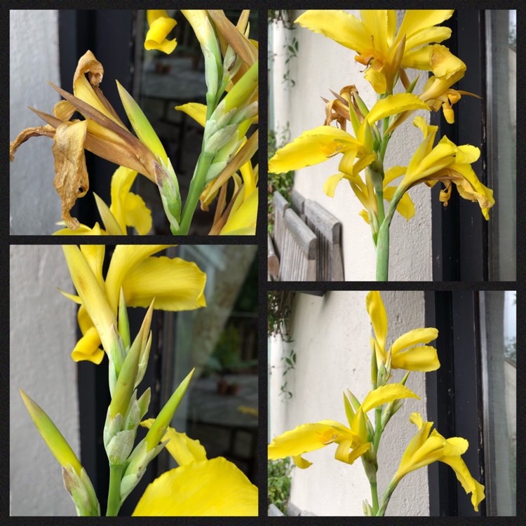 plant image 1163018