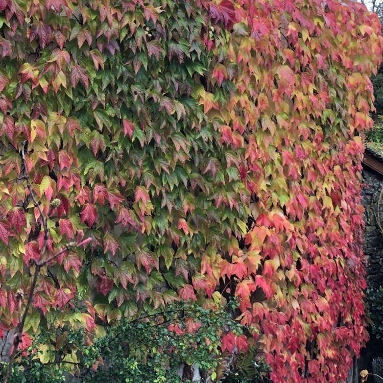 Plant image Parthenocissus tricuspidata syn. Ampelopsis hoggii ; Ampelopsis tricuspidata
