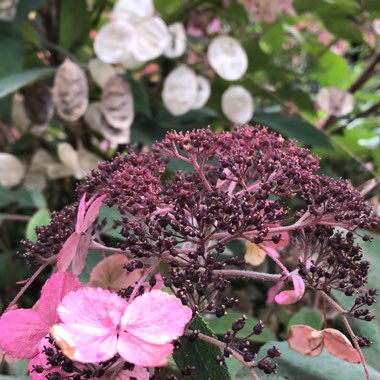 Hydrangea aspera 'Villosa'