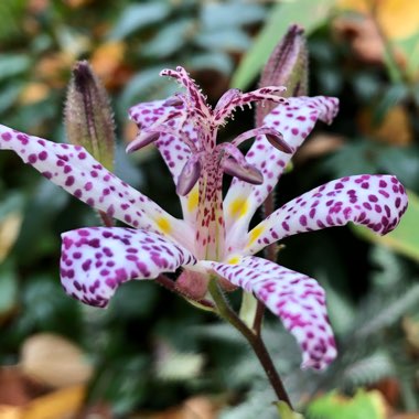 Tricyrtis formosana 'Empress'