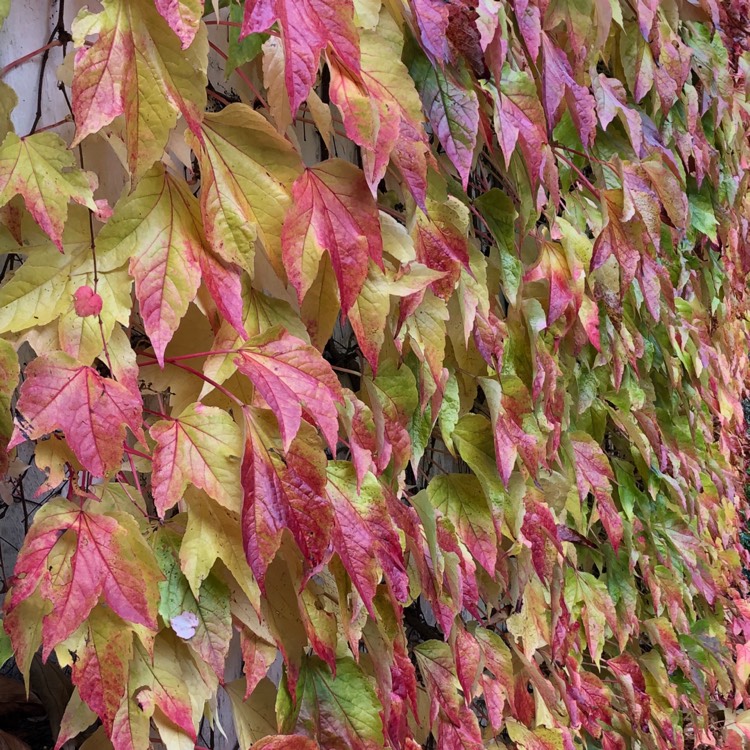 Plant image Parthenocissus tricuspidata syn. Ampelopsis hoggii ; Ampelopsis tricuspidata