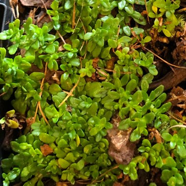 Ourisia caespitosa