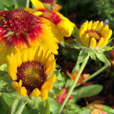 Gaillardia x grandiflora 'Mesa Bright Bicolor' (Mesa Series) syn. Gaillardia 'Bright Bicolor'